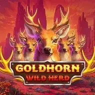 Goldhorn Wild HerdBarbarabang